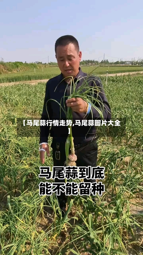 【马尾蒜行情走势,马尾蒜图片大全】