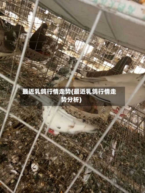 最近乳鸽行情走势(最近乳鸽行情走势分析)-第1张图片