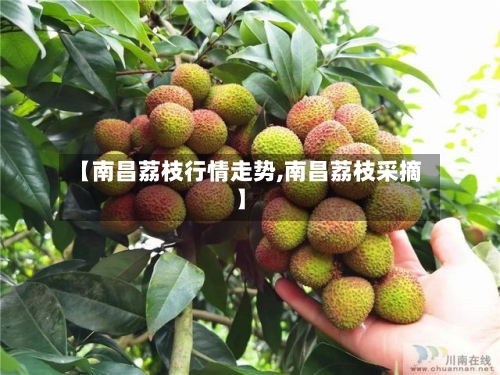 【南昌荔枝行情走势,南昌荔枝采摘】-第2张图片