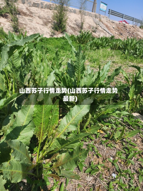 山西苏子行情走势(山西苏子行情走势最新)-第3张图片
